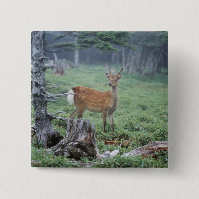 Ein junges Hirsch in einem Wald, der sich rät Button (Vorderseite)