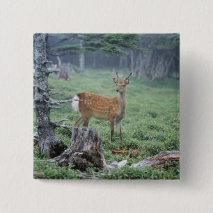 Ein junges Hirsch in einem Wald, der sich rät Button