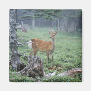 Ein junges Rotwild in einer Waldreinigung Magnet