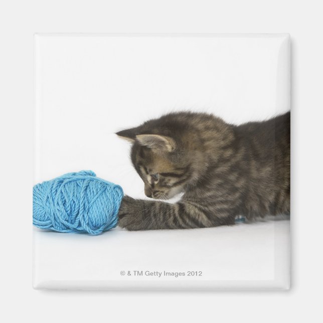 Ein junges Tabby-Kätzchen, das mit Wolle spielt. Magnet (Vorne)