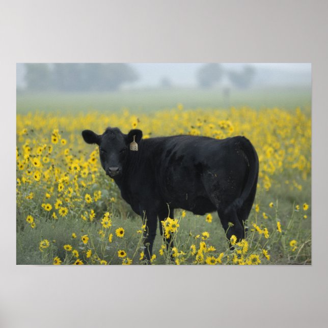 Ein Kalb inmitten der Sonnenblumen des Nebraska Poster (Vorne)