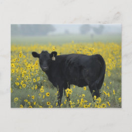 Ein Kalb inmitten der Sonnenblumen des Nebraska Postkarte