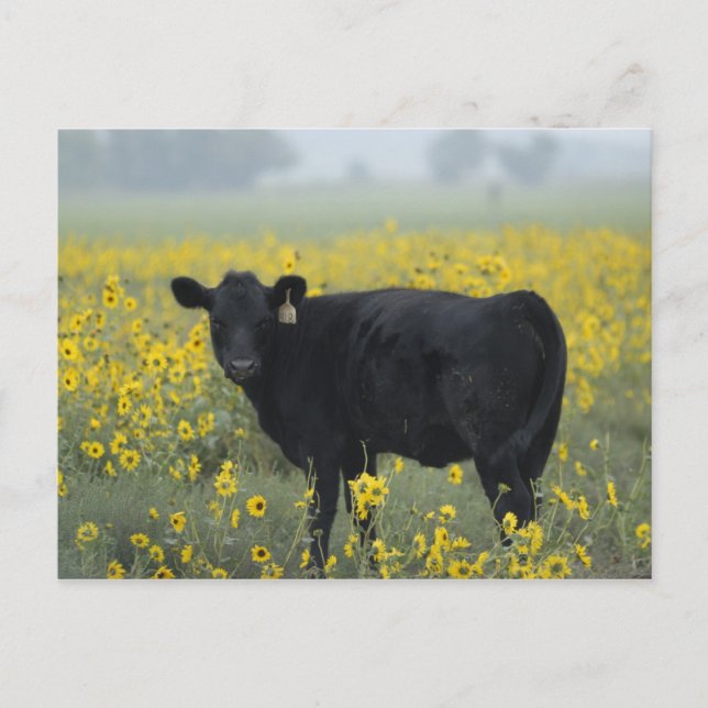 Ein Kalb inmitten der Sonnenblumen des Nebraska Postkarte (Vorderseite)