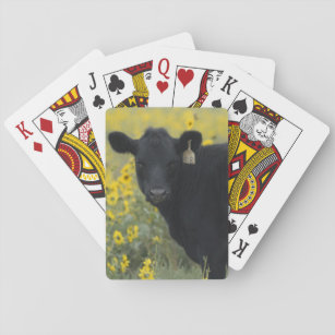 Ein Kalb unter den Sonnenblumen des Nebraska Spielkarten