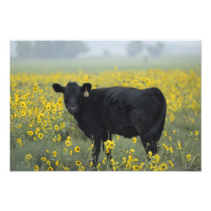 Ein Kalb zwischen den Sonnenblumen von Nebraska Fotodruck