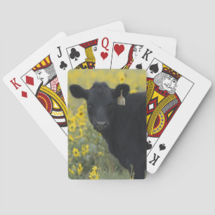 Ein Kalb zwischen den Sonnenblumen von Nebraska Spielkarten