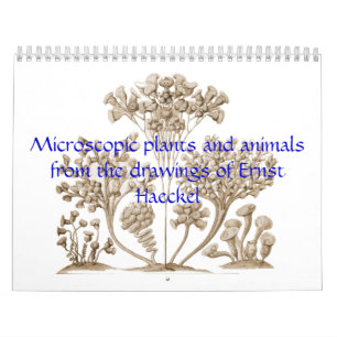 Ein Kalender der mikroskopischen Pflanzen und der