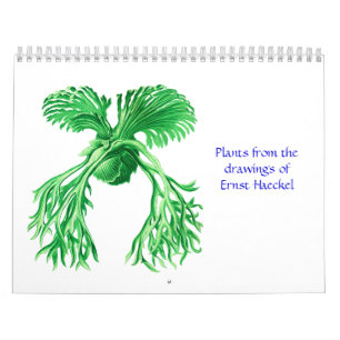 Ein Kalender der Pflanzen von Ernst Haeckel