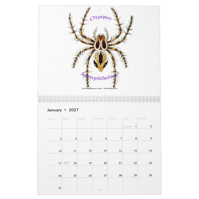 Ein Kalender der Spinnen durch Ernst Haeckel. (Jan 2027)