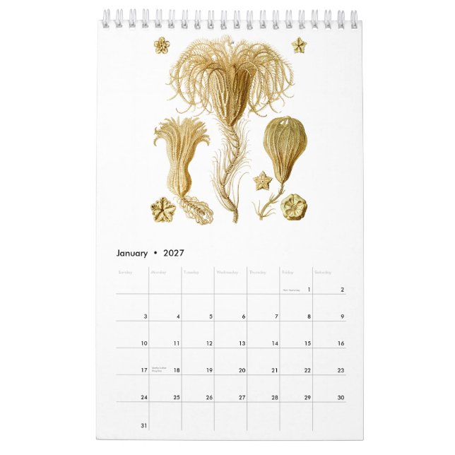 Ein Kalender der Zeichnungen von Ernst Haeckel (Jan 2027)