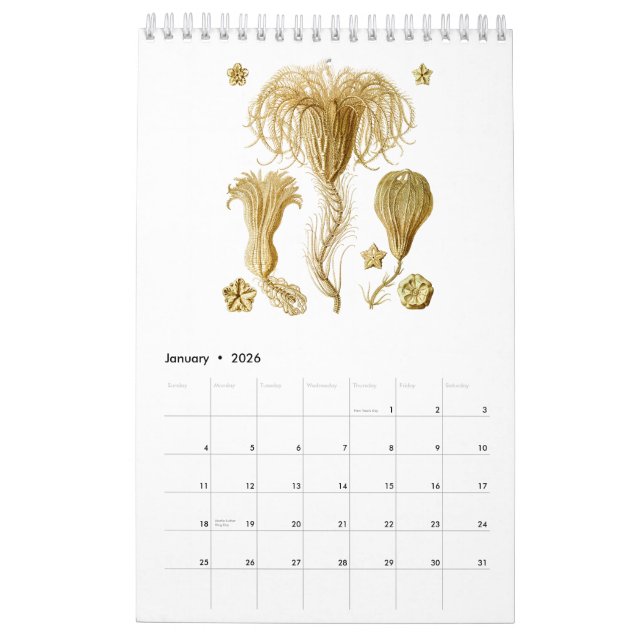 Ein Kalender einiger Zeichnungen von Ernst Haeckel (Jan 2026)
