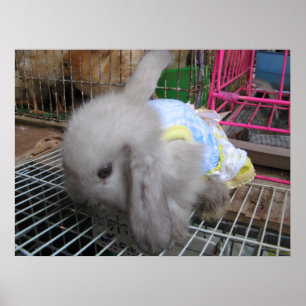 Ein Kaninchen im Kleid かわいい Glücklich Poster