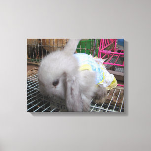 Ein Kaninchen in einem Kleid Leinwanddruck
