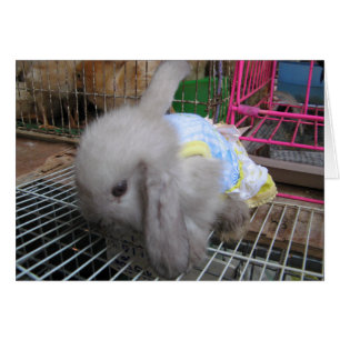 Ein Kaninchen in einer Kleiderkarte