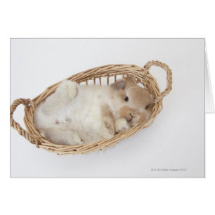 Ein Kaninchen ist in einem Korb.Holland Lop.