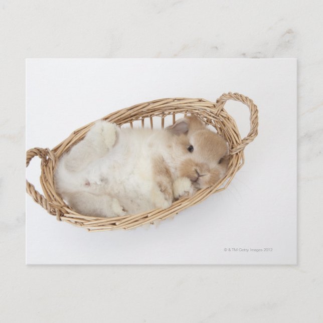 Ein Kaninchen ist in einem Korb.Holland Lop. Postkarte (Vorderseite)