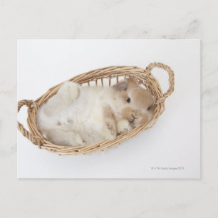 Ein Kaninchen ist in einem Korb.Holland Lop. Postkarte