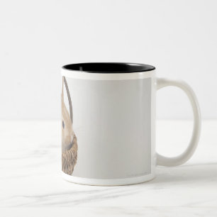 Ein Kaninchen ist in einem Korb. Netherland Zwerg Zweifarbige Tasse