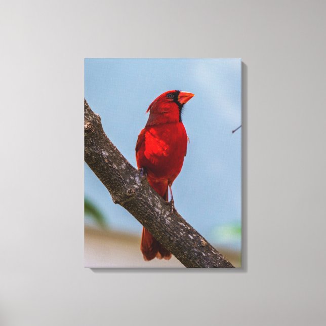 Ein Kardinal 18 x 24 Starke Leinwand drucken (Vorderseite)