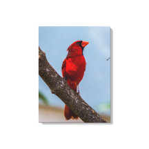 Ein Kardinal 18 x 24 Starke Leinwand drucken