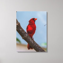 Ein Kardinal 18 x 24 Starke Leinwand drucken