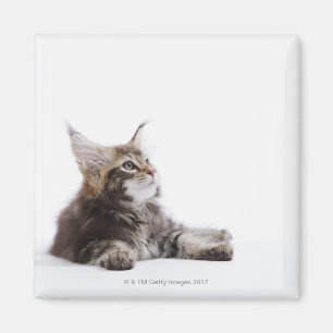 Ein Kätzchen der Maine-Waschbärkatze Magnet