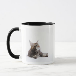Ein Kätzchen der Maine-Waschbärkatze Tasse