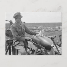 Ein Kätzchen im Krieg