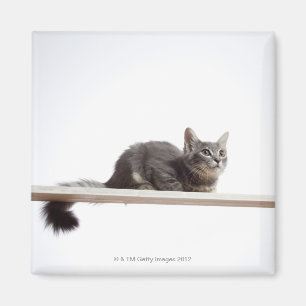 Ein Kätzchen von Saiberian Katze auf dem Brett Magnet