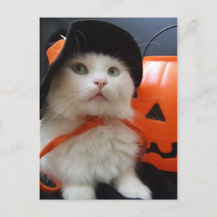 Ein Katzen-Halloween Postkarte