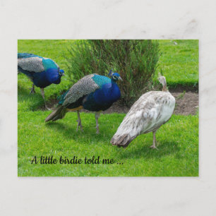 "Ein kleiner Birdie hat mir gesagt ..." Pfeife Pos Postkarte