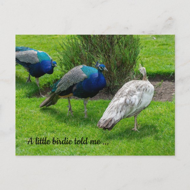 "Ein kleiner Birdie hat mir gesagt ..." Pfeife Pos Postkarte (Vorderseite)