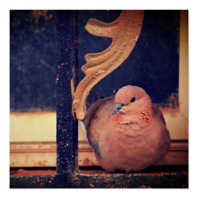 Ein kleiner Fluff Poster (Vorderseite)