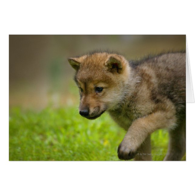 Ein kleiner Wolf (Vorderseite (Horizontal))