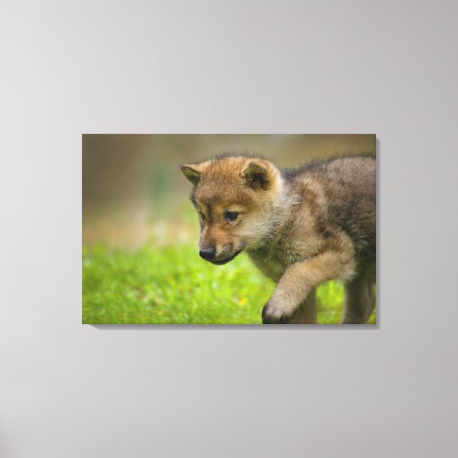 Ein kleiner Wolf Leinwanddruck (Vorderseite)