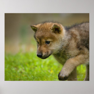 Ein kleiner Wolf Poster