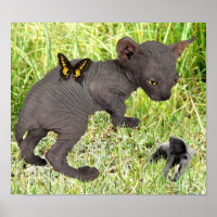 Ein kleines graues Sphynxkitt sieht einen Elefante