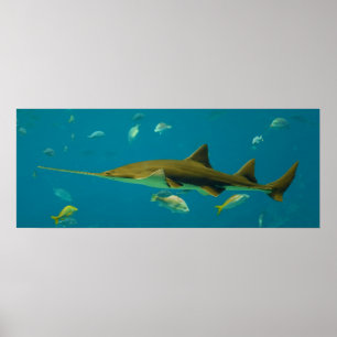 Ein Kleinzahnfisch Pristis pectinata Poster