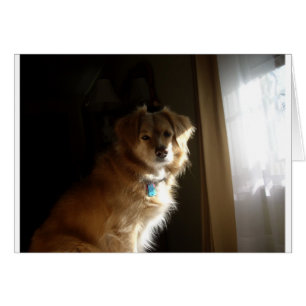 Ein Komfort-Retriever