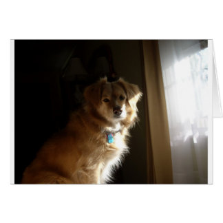 Ein Komfort-Retriever