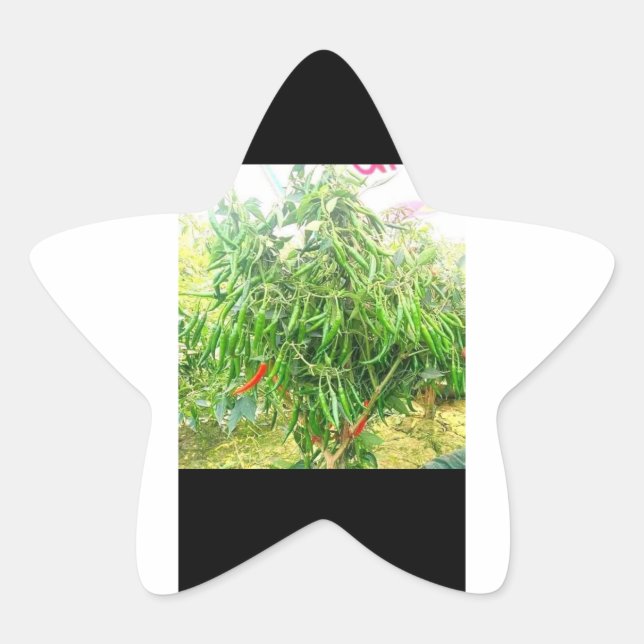 Ein kühl: leckere, reichhaltige Leckereien. Stern-Aufkleber (Vorderseite)