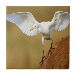 Ein Kuhreiher (Bubulcus Ibis) landet Fliese