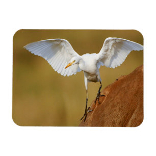 Ein Kuhreiher (Bubulcus Ibis) landet Magnet