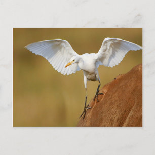 Ein Kuhreiher (Bubulcus Ibis) landet Postkarte