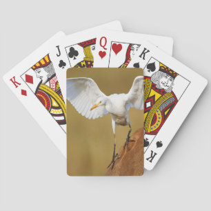 Ein Kuhreiher (Bubulcus Ibis) landet Spielkarten