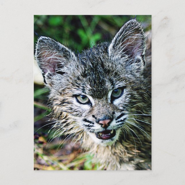 Ein lächelnder Bobcat Kitten Postkarte (Vorderseite)