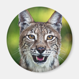 Ein lächelnder sibirischer Luchs Magnet
