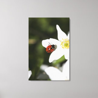 Ein Ladybird auf dem Holzanemon Stockholm Schweden Leinwanddruck