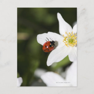 Ein Ladybird auf dem Holzanemon Stockholm Schweden Postkarte