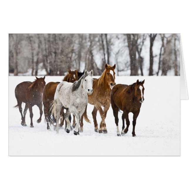 Ein landschaftlicher Winter (Vorderseite (Horizontal))